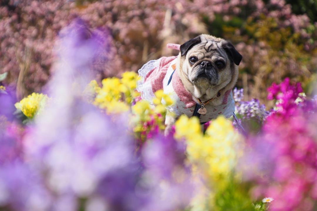 花の中からぴょっこりはん