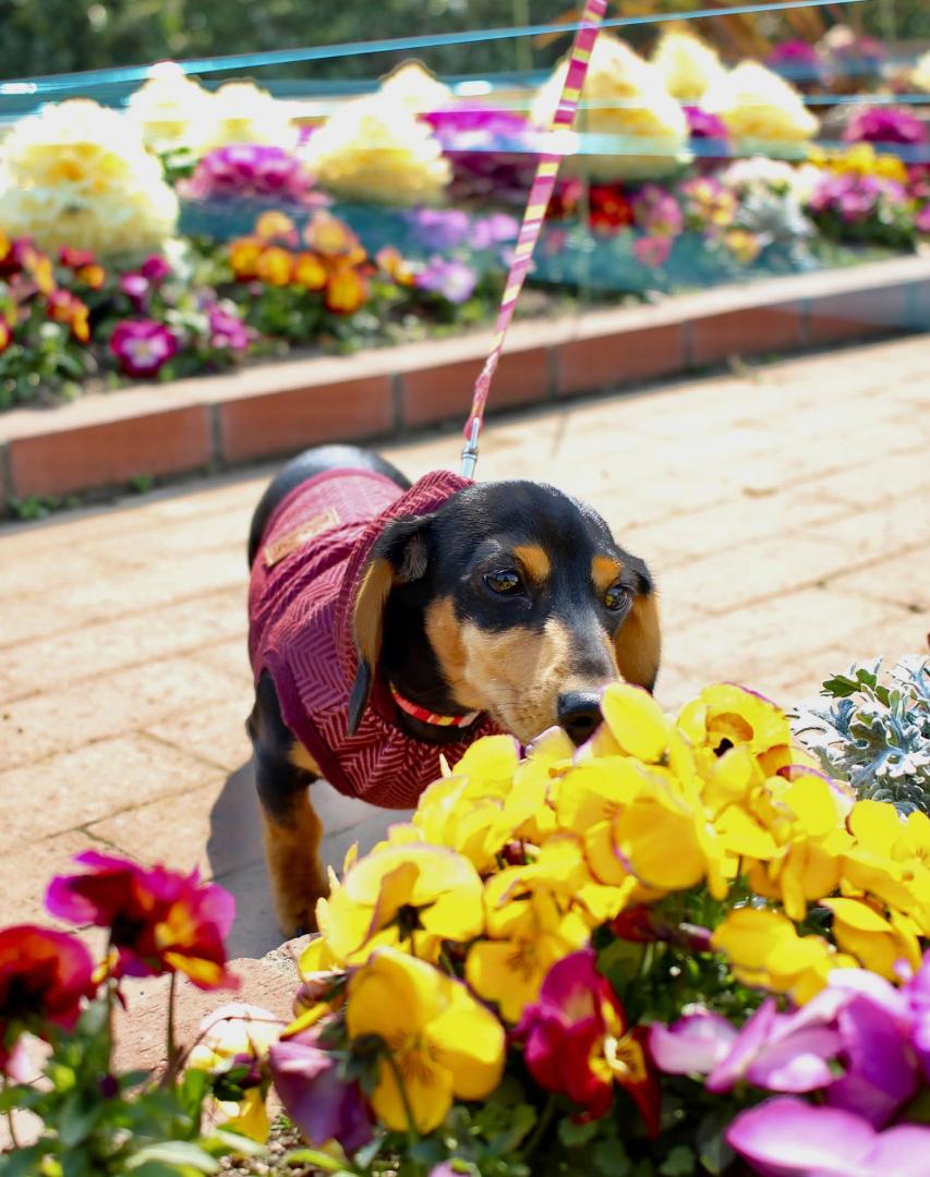 お花きれいだな～