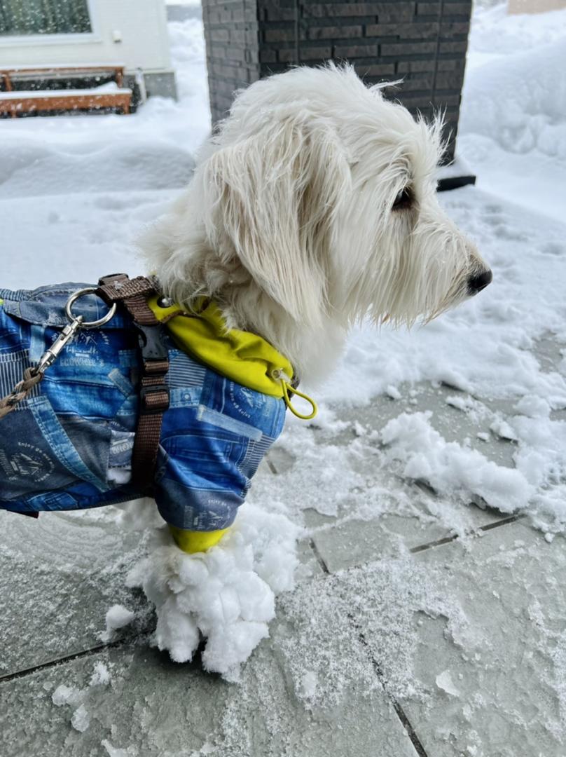 北海道はまだ雪です