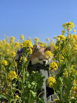 菜の花に囲まれてスヤスヤタイム