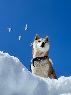 俺の愛犬