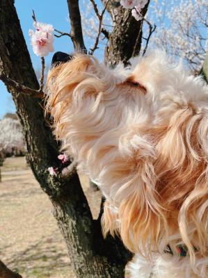 梅の匂い嗅いが分かる犬