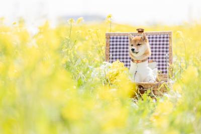 黄色いお花さん初めまして♡