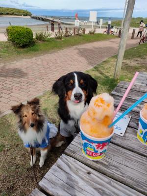 かき氷食べたい