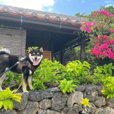 竹富島にて