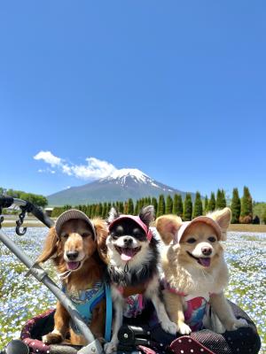 富士山とネモフィラのコラボ