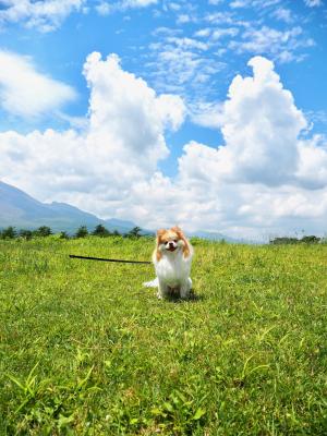 ぼくの夏休み