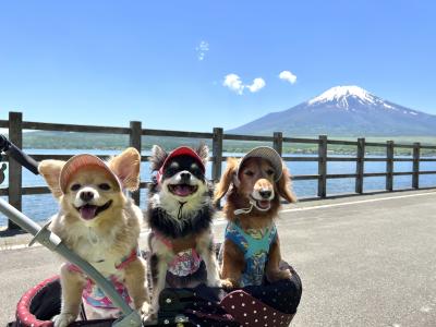 富士山と3わん
