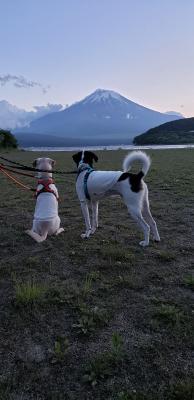 初めて見る富士山に、犬達も感動