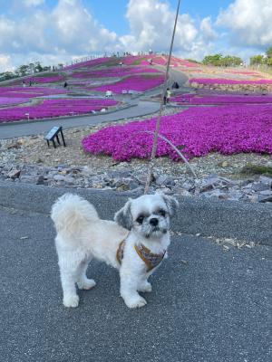 初夏の芝桜