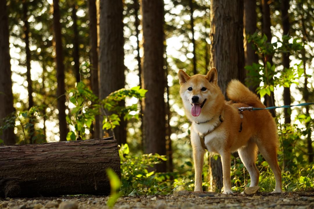 夕暮れの山散歩