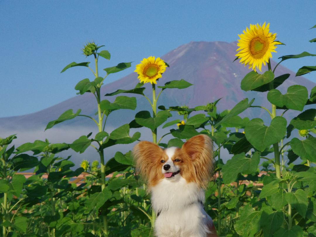 真夏の花畑