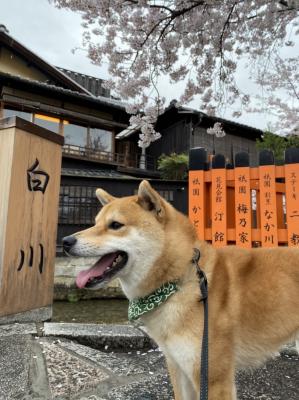 さくらの京都