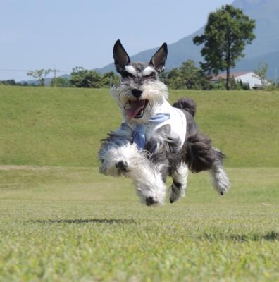 飛行犬