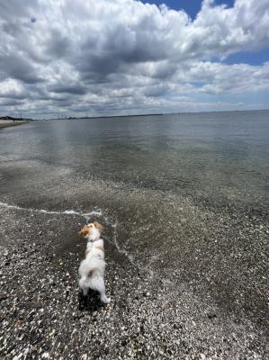 初めての海