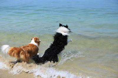 海開きだー