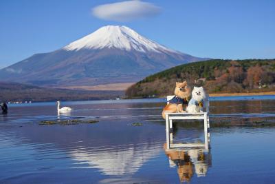 秋の富士山とわんこ
