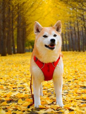 黄金のトンネルでご機嫌さん