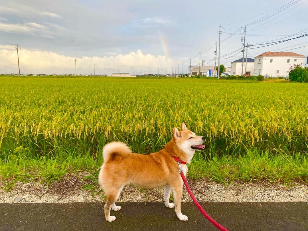 雨上がりの虹と夏