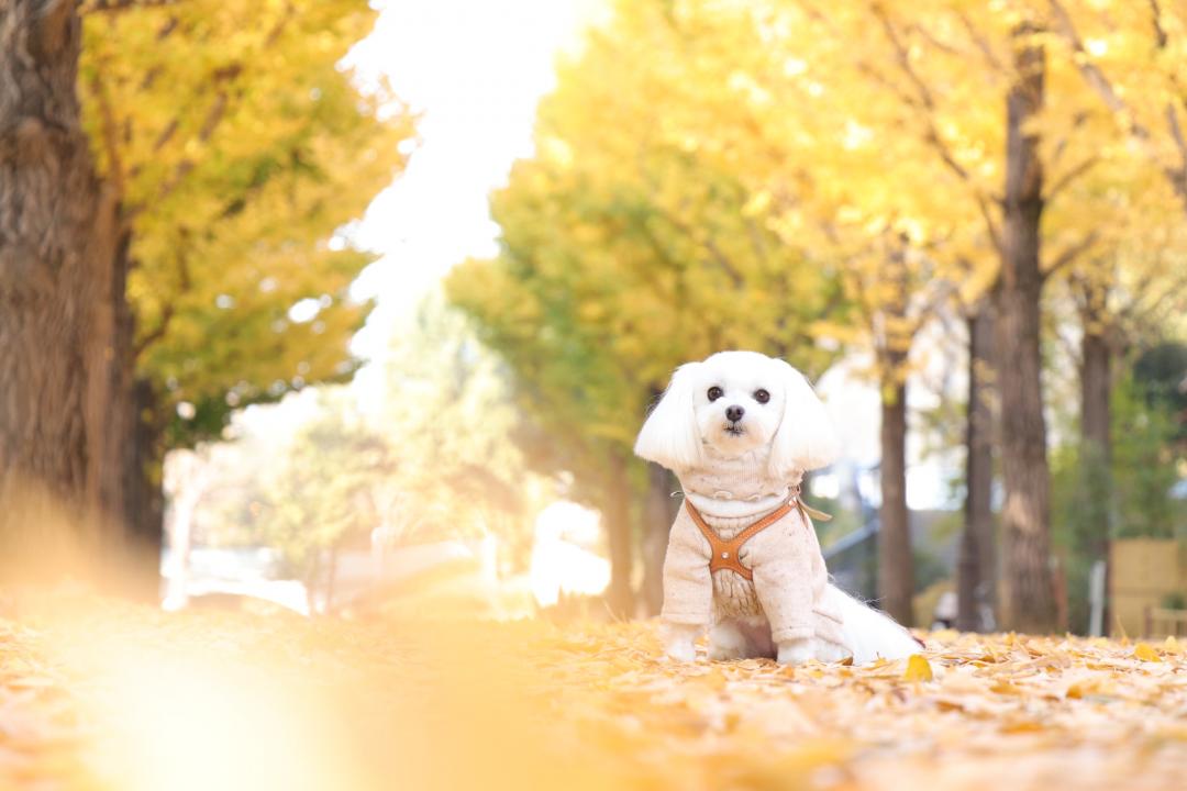 秋の公園散歩