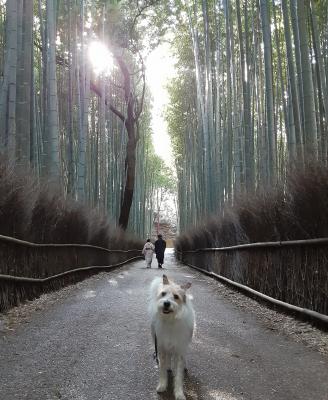 愛犬と京都へ行こう！！