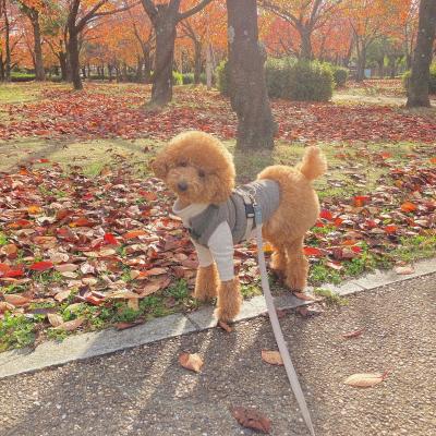 雨上がりの散歩