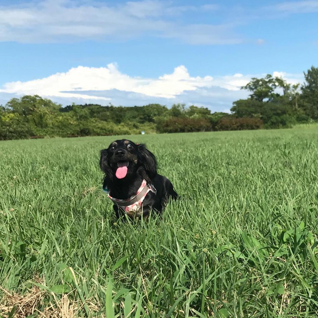 公園でダッシュ