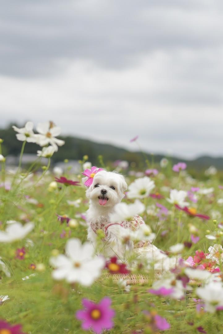 秋桜に囲まれて