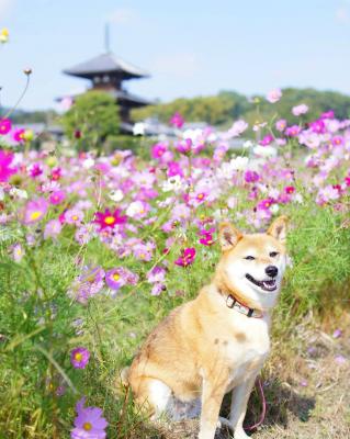 法起寺とコスモスと