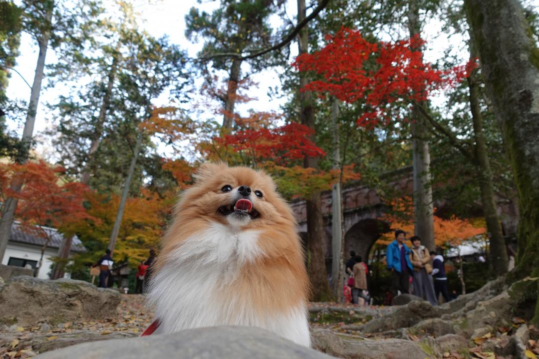 南禅寺は水路閣を楽しむ