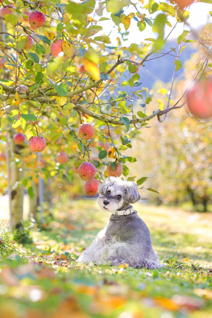 りんご狩り