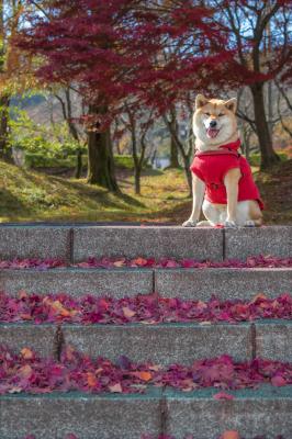 紅葉の階段