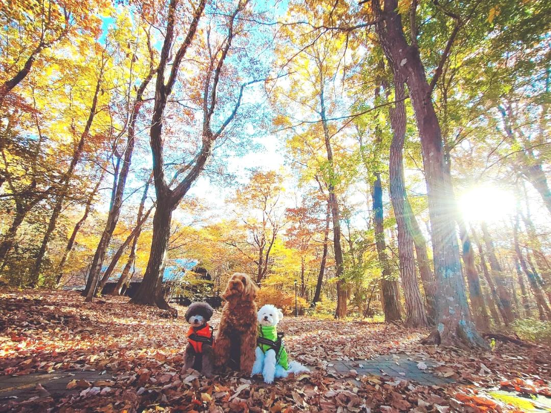 チッコロアンの紅葉散歩