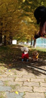 綺麗な銀杏並木で仲良し犬友と