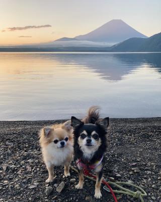 愛犬と富士山