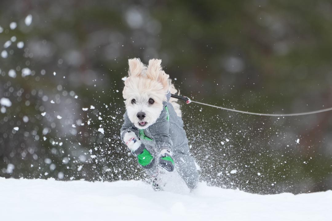 雪原を翔る