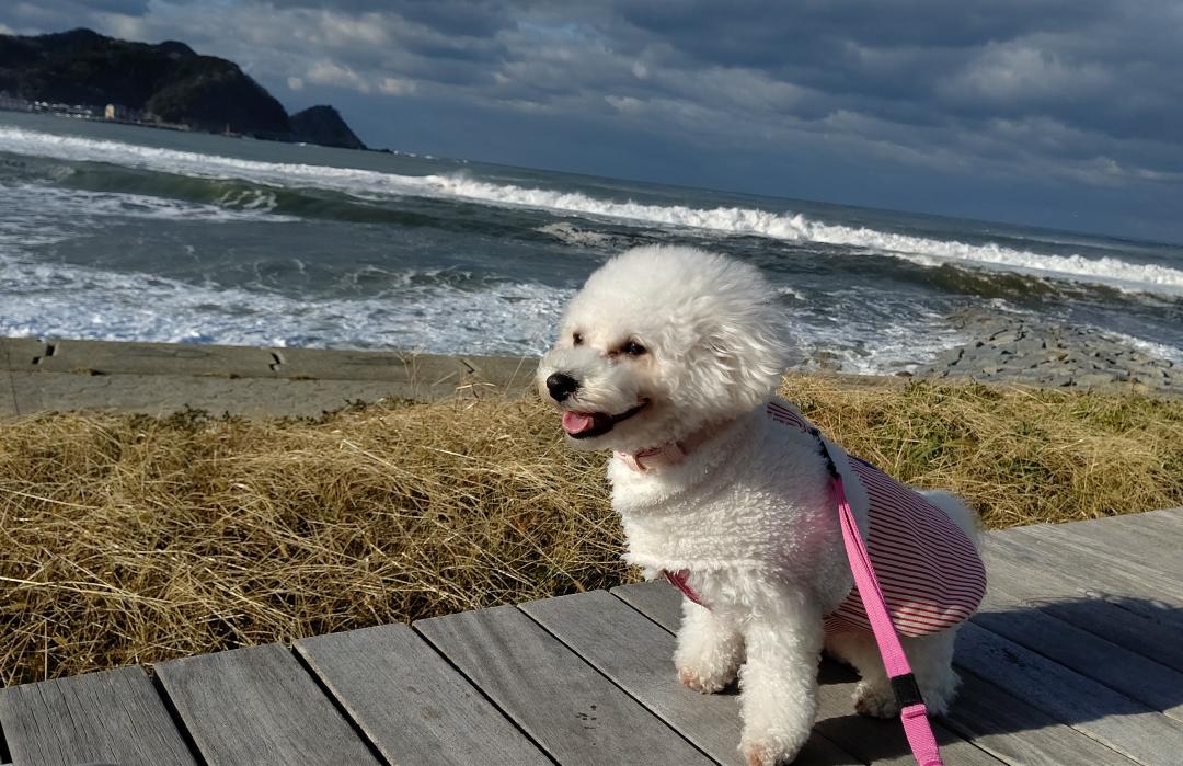 冬の日本海の荒波を見ながら