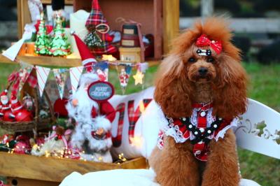 クリスマスが待ち遠しい