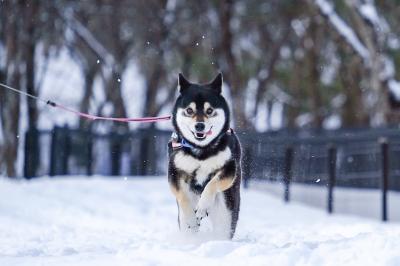 初めての雪にひゃっほー！