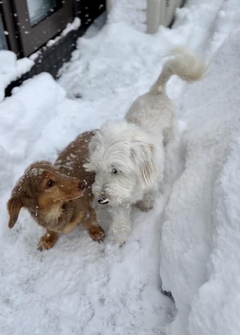 雪最高！