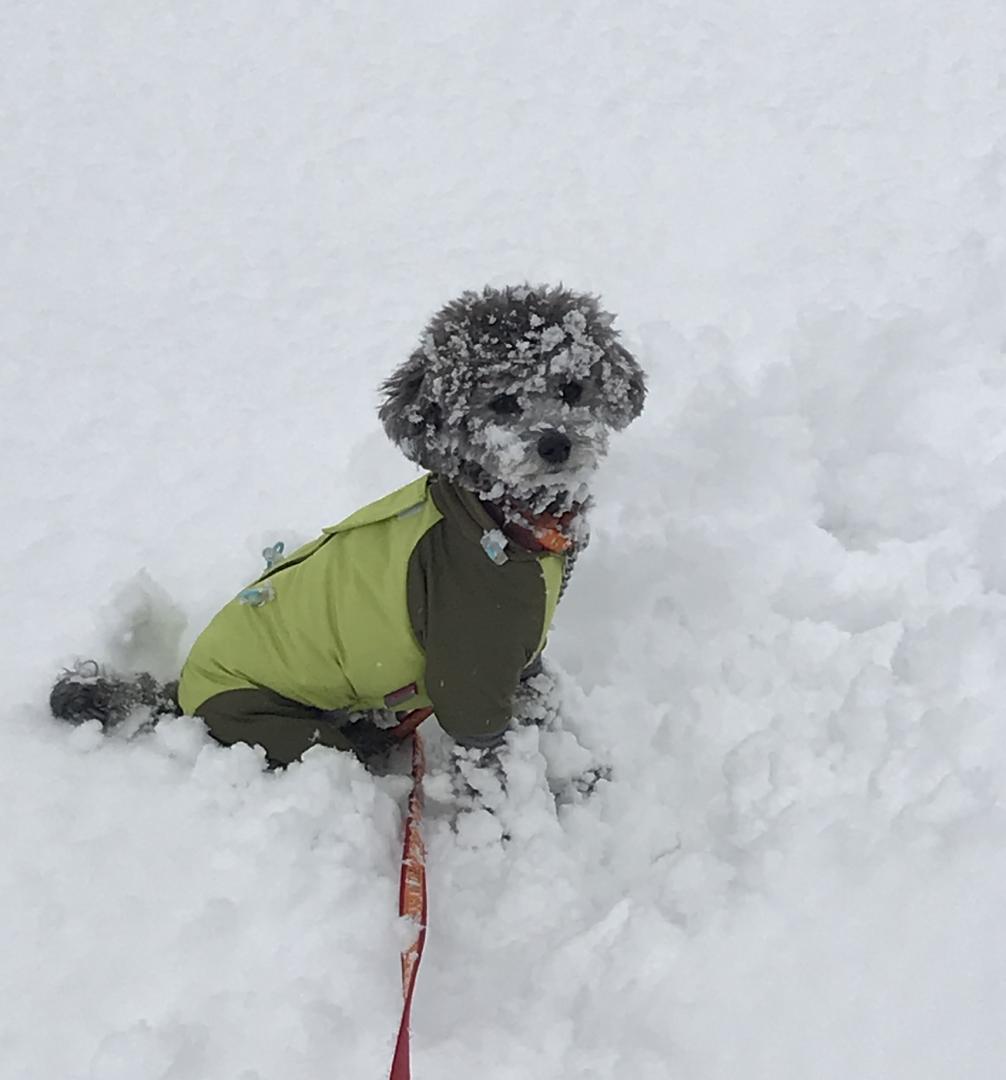 雪最高