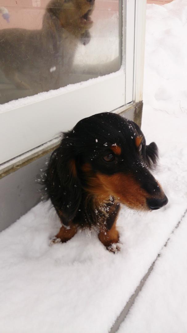 雪掻き待ち