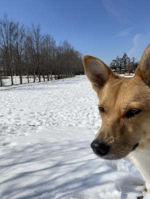 雪景色の中でパシリ