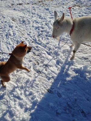 ヤギと遊ぶある雪の日のコータロー