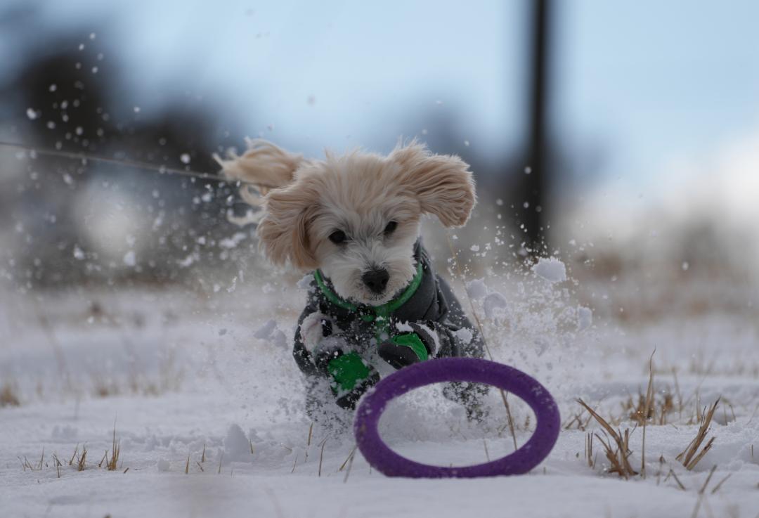 雪遊び