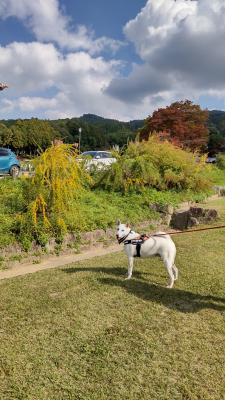 明日香村