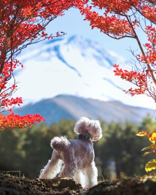 HELLO富士山