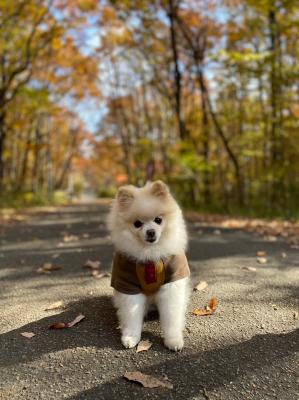 那須の紅葉