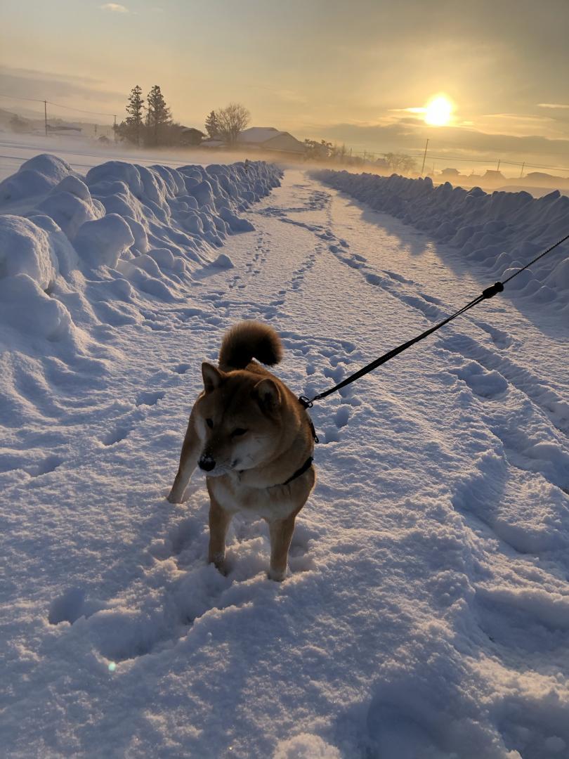 雪国の朝日