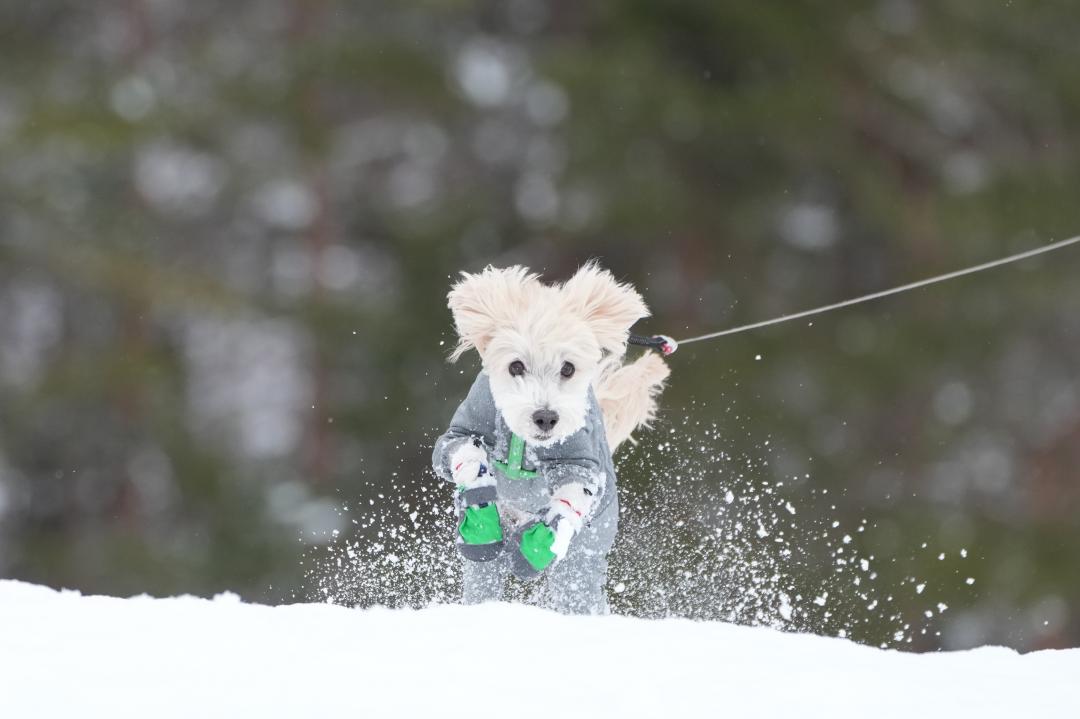 雪原を翔る